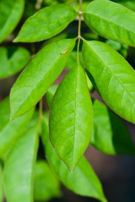 Fraxinus ornus - jasan manový, zimnář (31) - list